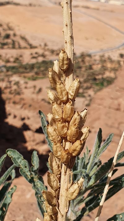 Reseda villosa, photographed by Mehdi Chetibi