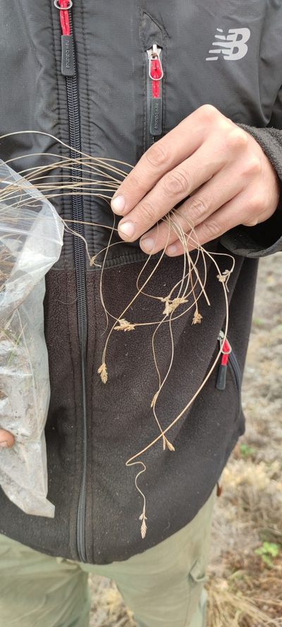 Carex boliviensis, photographed by Santiago Martín-Bravo