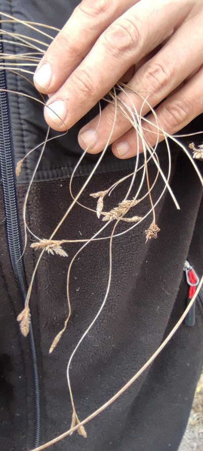 Carex boliviensis, photographed by Santiago Martín-Bravo