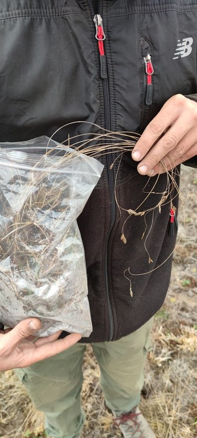 Carex boliviensis, photographed by Santiago Martín-Bravo