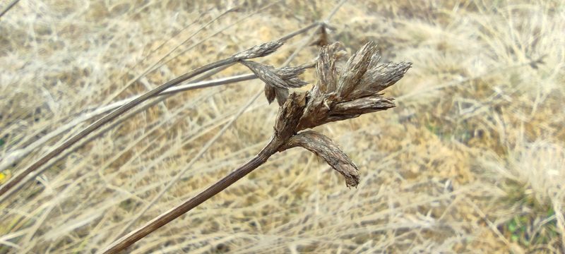 Carex bonplandii, photographed by Santiago Martín-Bravo