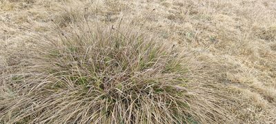 Carex bonplandii, photographed by Santiago Martín-Bravo