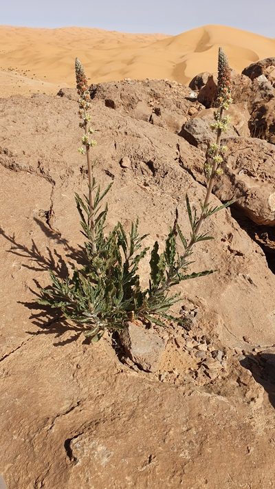 Reseda villosa, photographed by Mehdi Chetibi