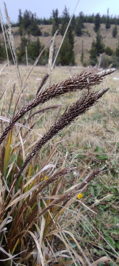 Carex phleoides, photographed by Santiago Martín-Bravo