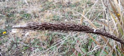 Carex phleoides