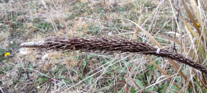 Carex phleoides, photographed by Santiago Martín-Bravo