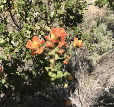 Castilleja latifolia, photographed by Nelson Balcar