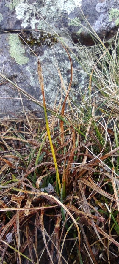 Carex meridensis, photographed by Santiago Martín-Bravo