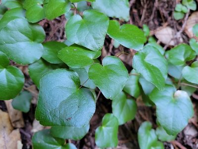 Vancouveria planipetala, photographed by Keenan Pepper