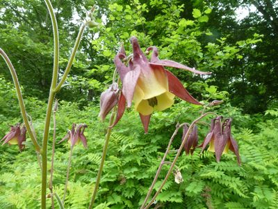 Aquilegia oxysepala, photographed by Andreas Taeger