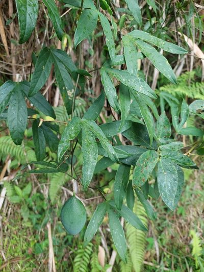 Passiflora trisulca, photographed by Daniel Mesa