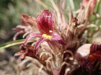 Orobanche corymbosa, photographed by Martin Purdy