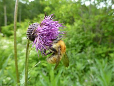 Cirsium schantarense, photographed by Andreas Taeger
