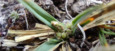 Carex brachycalama, photographed by Santiago Martín-Bravo