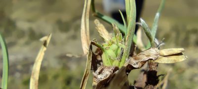 Carex brachycalama, photographed by Santiago Martín-Bravo