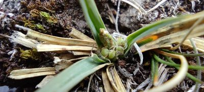 Carex brachycalama, photographed by Santiago Martín-Bravo