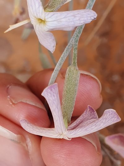 Farsetia aegyptia, photographed by Mehdi Chetibi