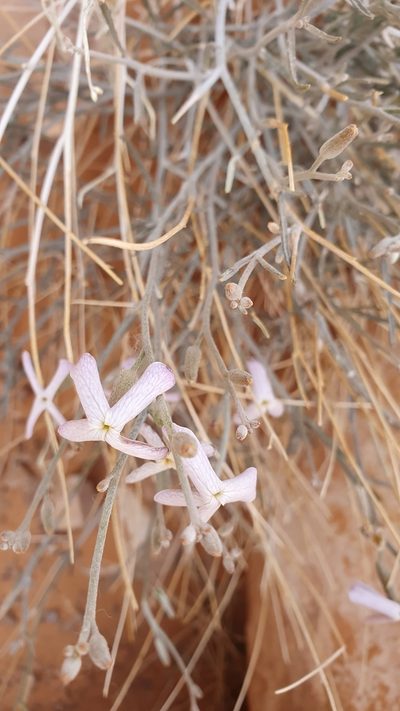 Farsetia aegyptia, photographed by Mehdi Chetibi