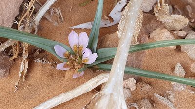 Colchicum gramineum, photographed by Mehdi Chetibi