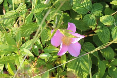 Rosa virginiana, photographed by Steven Lamonde