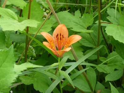 Lilium pensylvanicum, photographed by Andreas Taeger