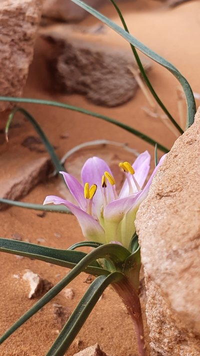 Colchicum gramineum, photographed by Mehdi Chetibi