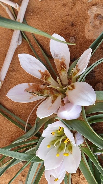 Colchicum gramineum, photographed by Mehdi Chetibi