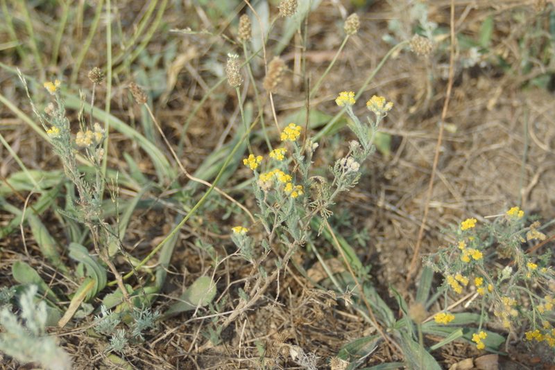 Achillea leptophylla, photographed by Olena V. Vakarenko