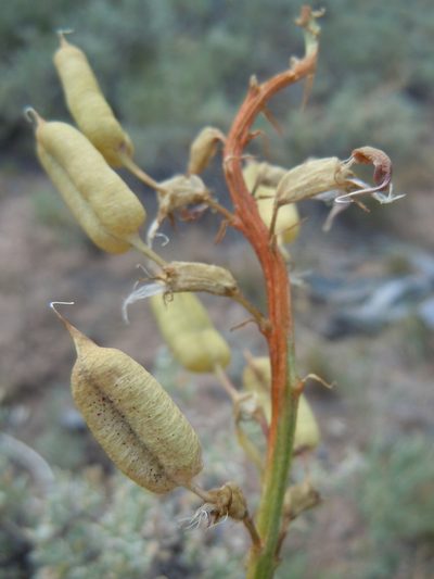 Astragalus scaphoides, photographed by Matt Lavin