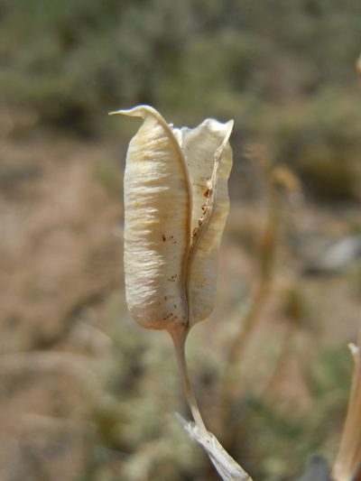 Astragalus scaphoides, photographed by Matt Lavin