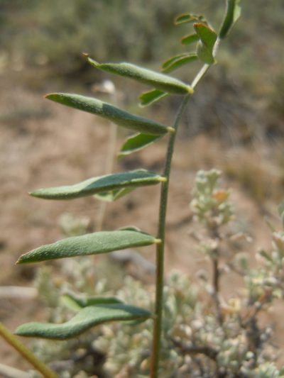 Astragalus scaphoides, photographed by Matt Lavin