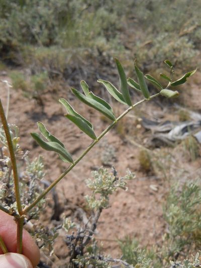 Astragalus scaphoides, photographed by Matt Lavin