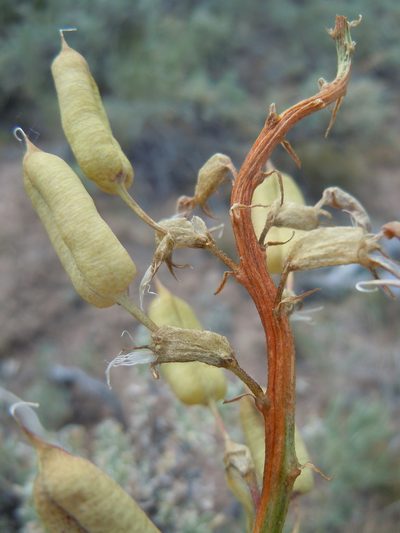 Astragalus scaphoides, photographed by Matt Lavin