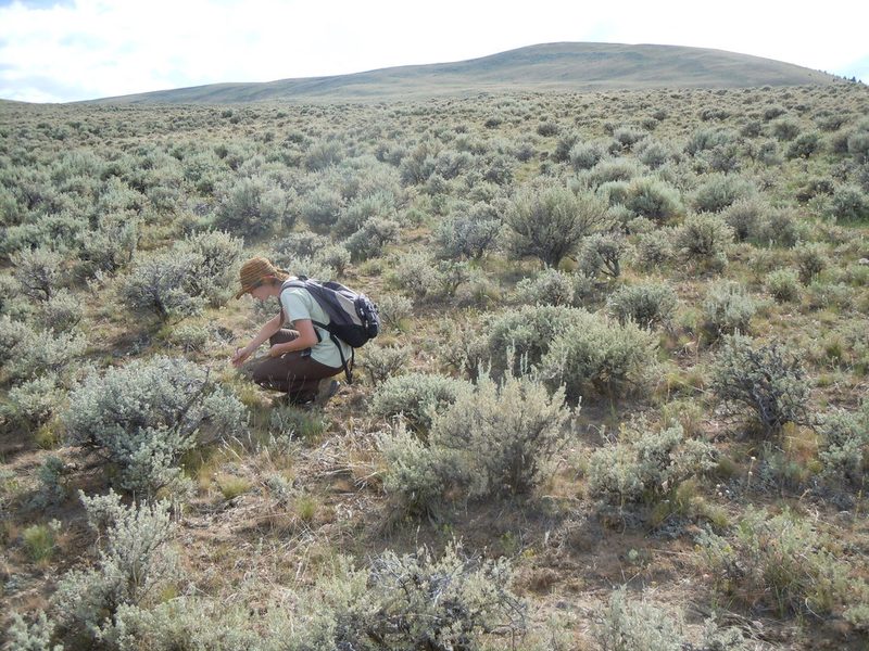 Astragalus scaphoides, photographed by Matt Lavin