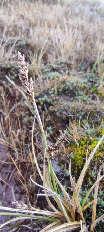 Carex bonplandii, photographed by Santiago Martín-Bravo