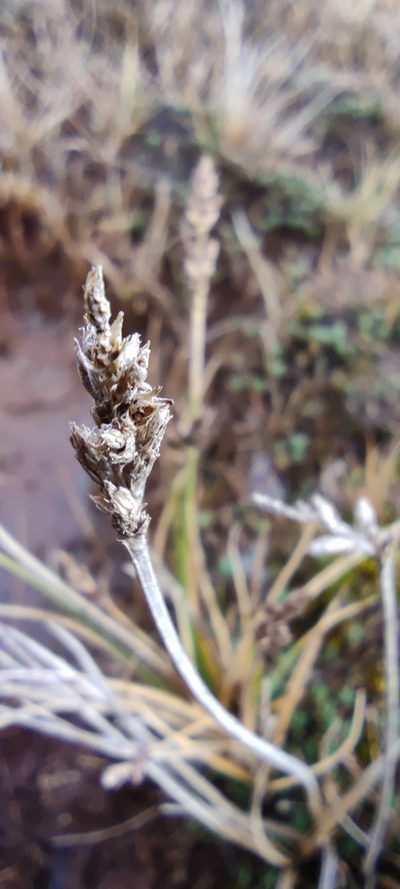 Carex bonplandii, photographed by Santiago Martín-Bravo
