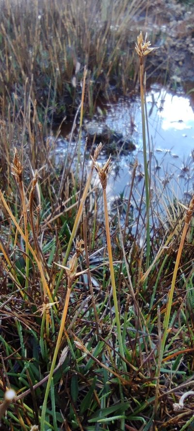 Carex microglochin, photographed by Santiago Martín-Bravo