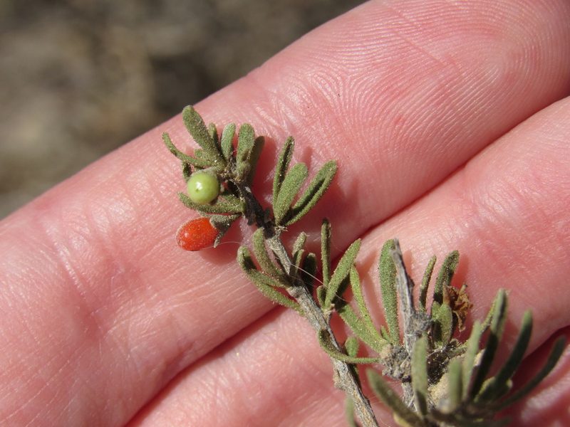 Lycium chilense, photographed by Nicolas Olejnik