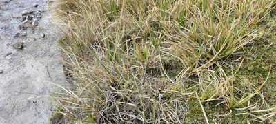 Carex hebetata, photographed by Santiago Martín-Bravo