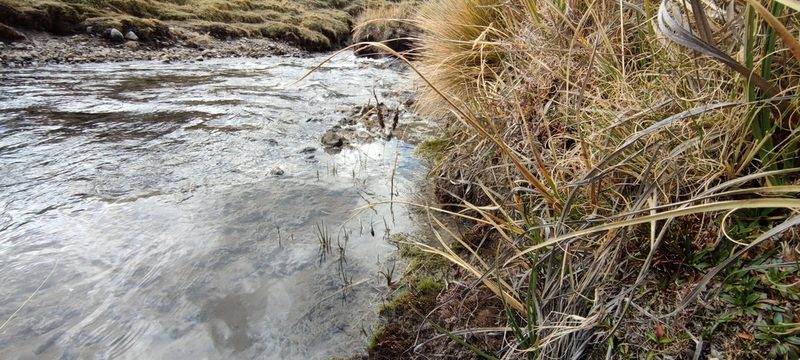 Carex hebetata, photographed by Santiago Martín-Bravo