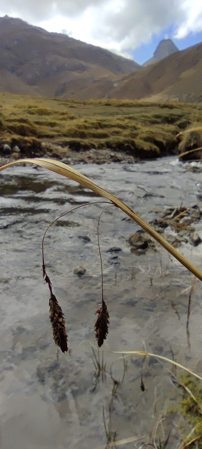 Carex hebetata, photographed by Santiago Martín-Bravo