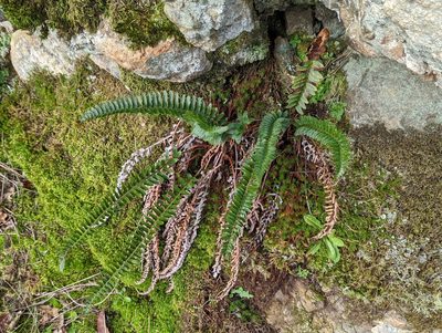 Polystichum imbricans, photographed by Braden J. Judson