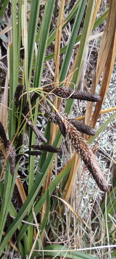 Carex hebetata, photographed by Santiago Martín-Bravo