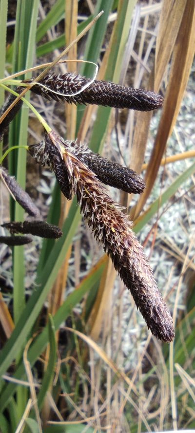 Carex hebetata, photographed by Santiago Martín-Bravo