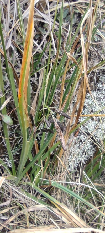 Carex hebetata, photographed by Santiago Martín-Bravo