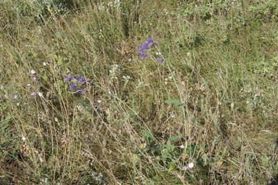 Salvia nutans, photographed by Olena V. Vakarenko