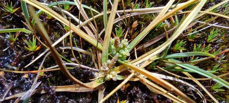 Carex brachycalama, photographed by Santiago Martín-Bravo