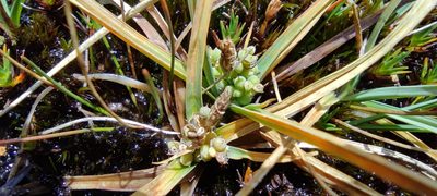 Carex brachycalama, photographed by Santiago Martín-Bravo