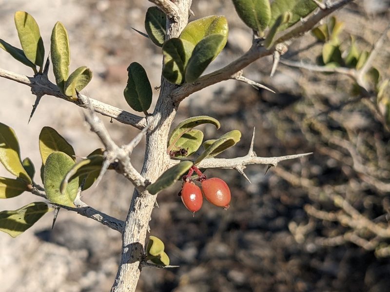 Castela peninsularis, photographed by Zoltán Stekkelpak