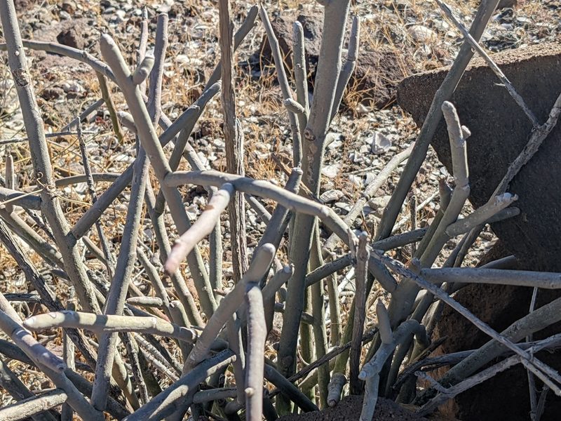 Euphorbia lomelii, photographed by Zoltán Stekkelpak